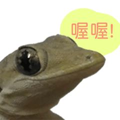 可愛的小壁虎