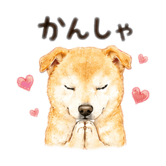 Mayu_20260522110000