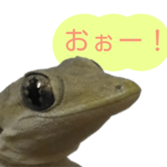 Cute Gecko (Japan Version)