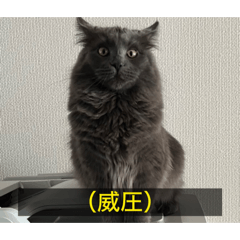Rei_20260522132127