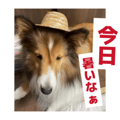 koko_20260522153612