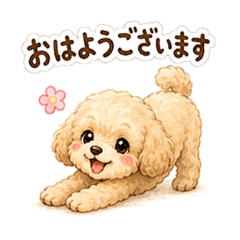 Toy Poodle Keigo & Fan Reactions