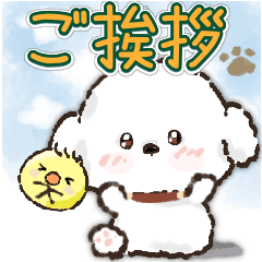 愛犬★ ビションフリーゼdeご挨拶
