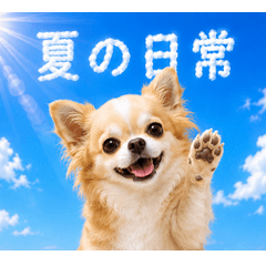 Summer daily life  Chihuahua