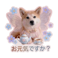 Roy the Fairy Dog (Shiba &a...