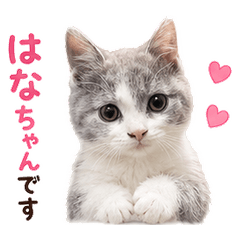 Hana the Sweet Cat
