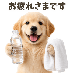 ゴールデンレトリバー子犬★家族連絡・友人