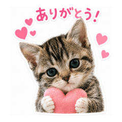 16 cat sticker