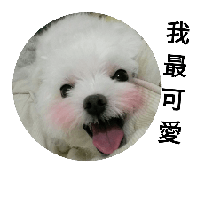 大琳的王圓圓