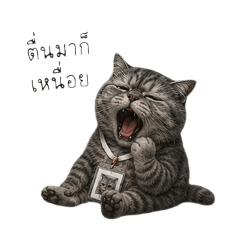 KITTY METUNGK_20260518154428