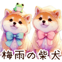 Shiba Inu during the rainy season