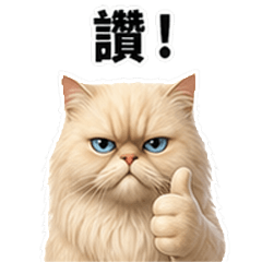 Grumpy Persian Cat