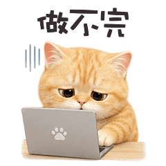 chubby chubby cat45