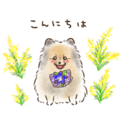 Pomeranian ponzukun