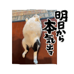 saya_20260528145835