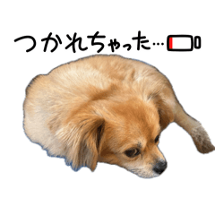 yuzu_chiwakusu