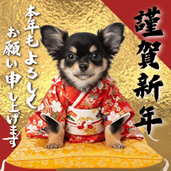 happy new Chihuahua