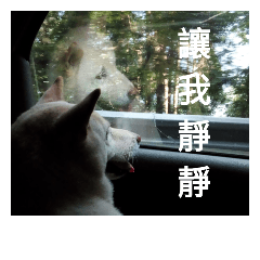 Daily Life of a White Shiba Inu Dogthing
