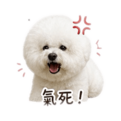 棉花糖小狗Q