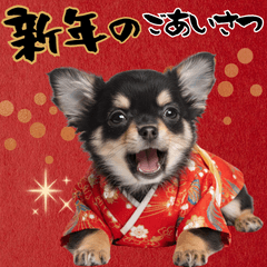 happy new dog Chihuahua