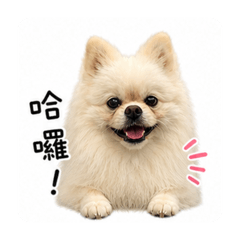 Kuga小王子2