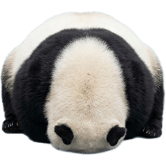 Round panda live action
