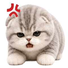 White Cat with Short leg! T...