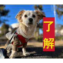 momo_20260523231751