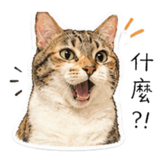 餅餅來囉！！
