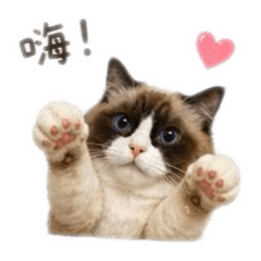 可愛短短