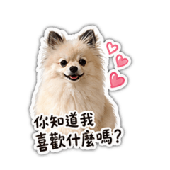 博美 寶兒土情話