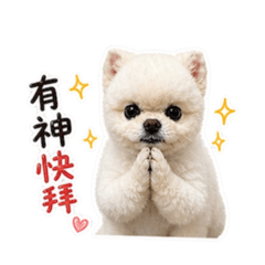 有個性的博美