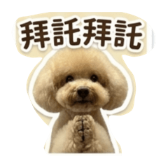 貴賓～球球