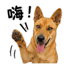 焦糖狗兒1