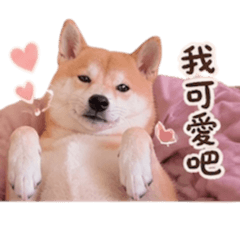 柴犬-馬尼money