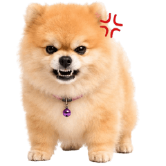 Steve Puppy Love (No Text)
