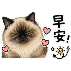 小天使呆呆