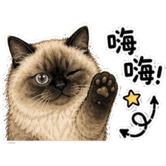 小天使阿呆
