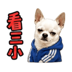 小吉派蝦毀