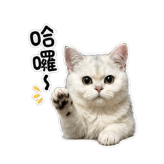 藍Lumi