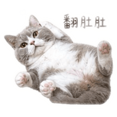 恰吉BOY