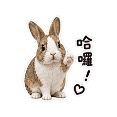 Bunny噗❤️