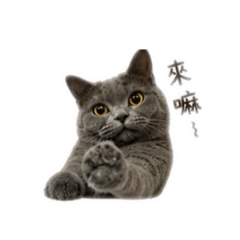 小胖貓許老弟