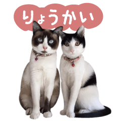 tsuruta house cats2