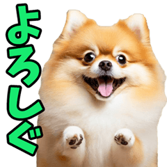 Pomeranians in Ibaraki