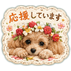 Ichigo of Toy poodle. no.1