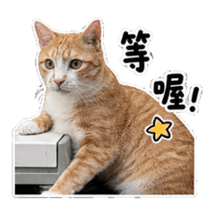 Orange cat & Mei 2