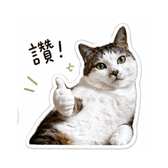 cuteness cats