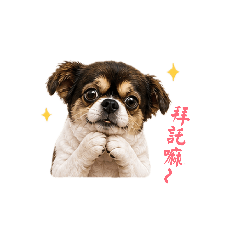 龍龍の超萌日常