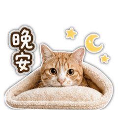 日常桔子1